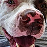 dog, close_up, happy, smiling, pet, canine, face, nose, teeth, mouth_open, brown_spots, pink_nose, fur, animal, domestic_animal, outdoor, wood_deck, portrait, friendly, tongue
