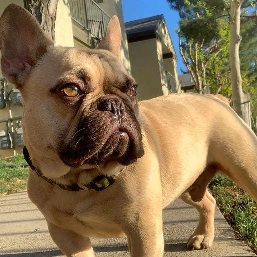 Nugget joined the competition — help win amazing prizes! dog, french_bulldog, sidewalk, outdoor, sunlight, tree, building, residential, pet, canine, animal, collar, shadow, daytime, nature, closeup, walking, ears, face, pavement