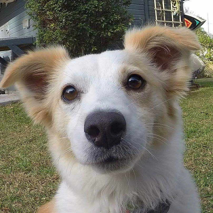 Mya joined the competition — help win amazing prizes! companion_dog, dog, dog_breed, dog_breed_group, dog_like_mammal, fur, rare_breed_dog, snout, street_dog, welsh_sheepdog, whiskers