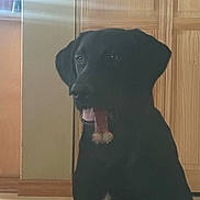 Chevy joined the competition — help win amazing prizes! alert, animal, black_dog, canine, companion, cute, dog, domestic, floor, furniture, house, indoor, light, pet, portrait, sitting, tongue_out, wall, window, wooden_cabinet