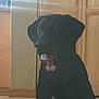 alert, animal, black_dog, canine, companion, cute, dog, domestic, floor, furniture, house, indoor, light, pet, portrait, sitting, tongue_out, wall, window, wooden_cabinet