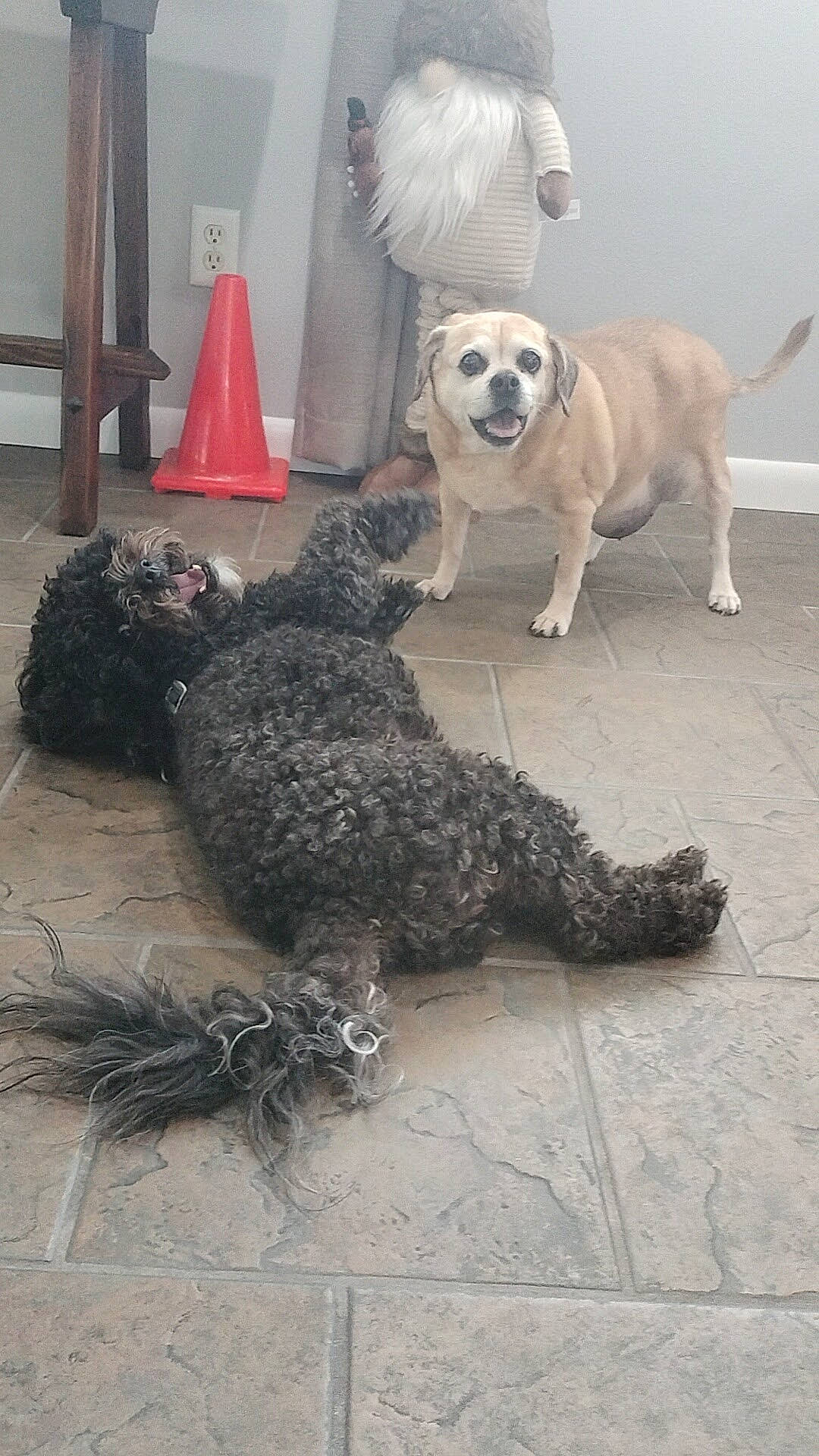 Pepper is registered to the contest to win money with this photo: camouflage, canidae, carnivore, companion_dog, dog, dog_breed, dog_supply, fawn, floor, flooring, fur, military_camouflage, pet_supply, snout, sporting_group, tail, toy, toy_dog, white, working_animal