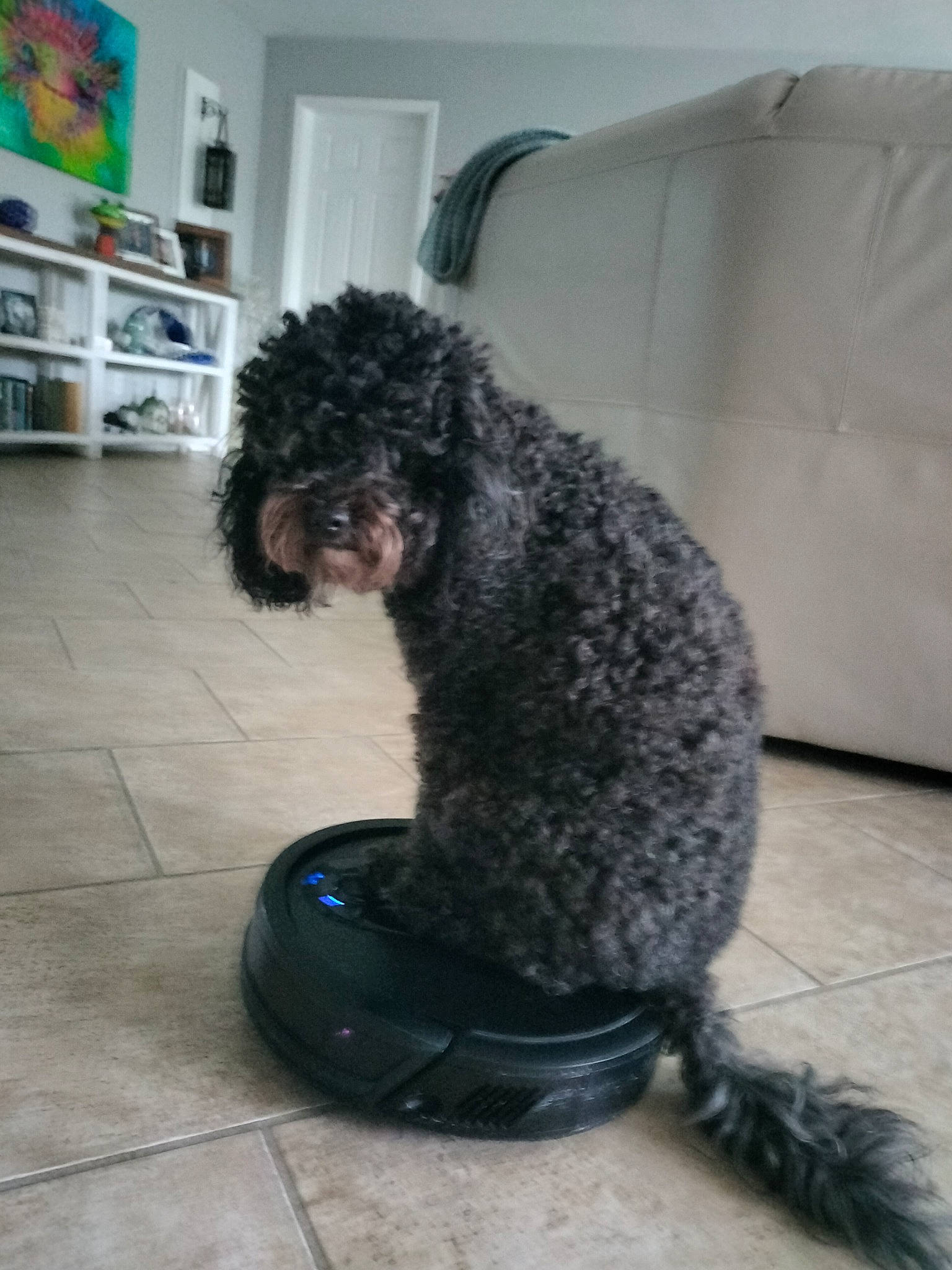 Pepper joined the competition — help win amazing prizes! automotive_tire, canidae, carnivore, collar, companion_dog, dog, dog_breed, dog_supply, flooring, fur, pet_supply, picture_frame, poodle, snout, sporting_group, tail, terrier, toy_dog, water_dog, working_animal