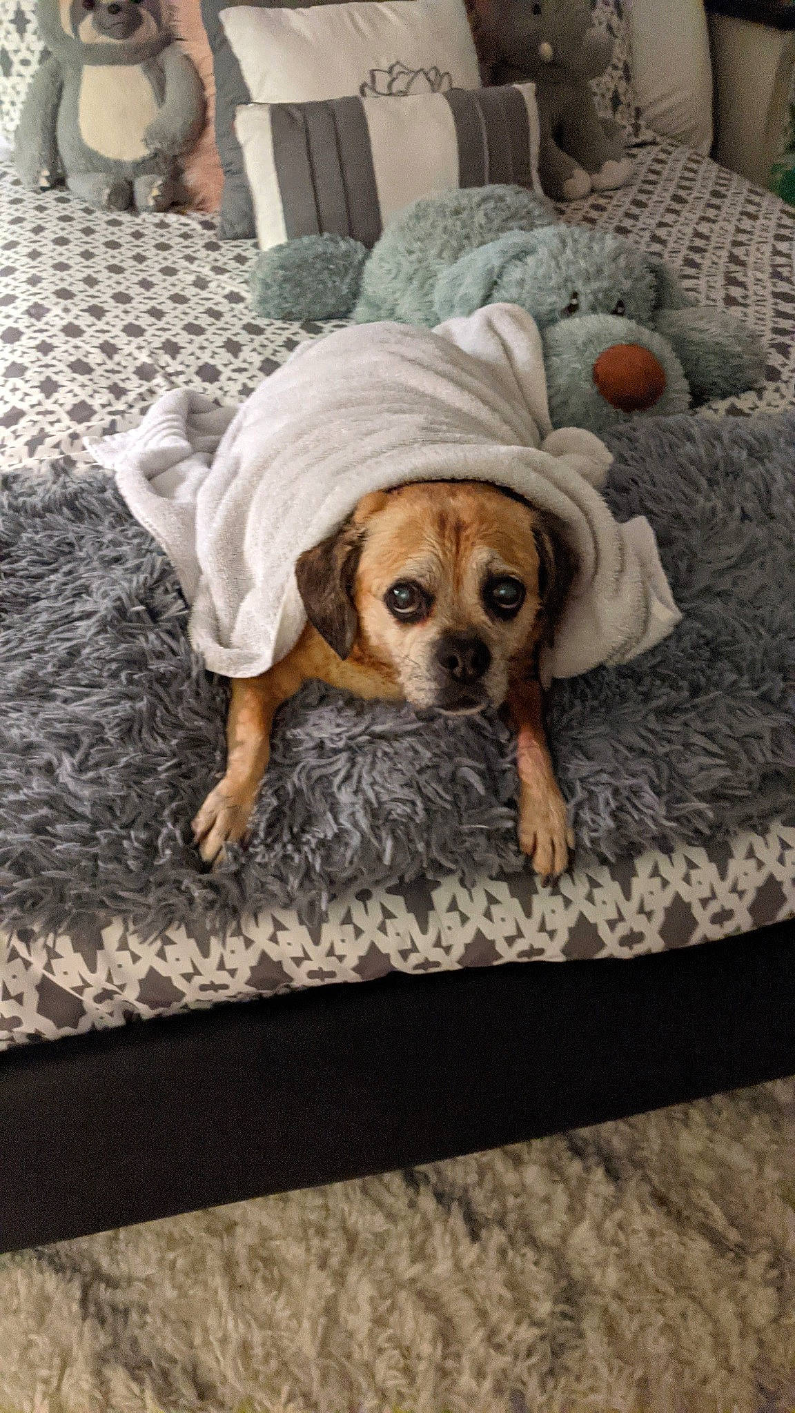 Luna joined the competition — help win amazing prizes! bedding, carnivore, carpet, comfort, companion_dog, dog, dog_breed, dog_supply, fawn, floor, flooring, grey, linens, living_room, room, snout, sporting_group, textile, wood, working_animal