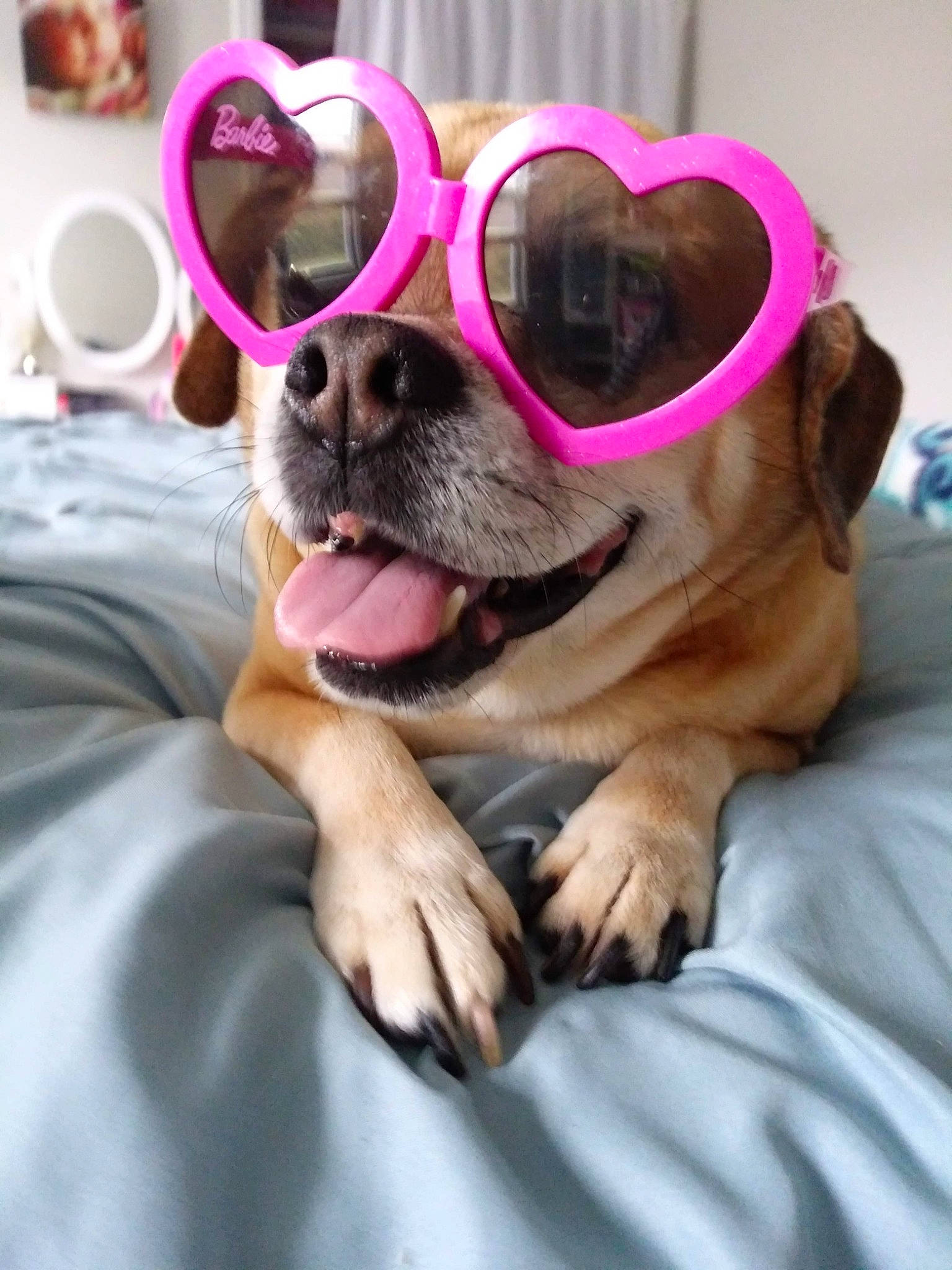 Luna joined the competition — help win amazing prizes! carnivore, comfort, companion_dog, dog, dog_breed, eyewear, fawn, fur, glasses, goggles, happy, magenta, paw, personal_protective_equipment, pink, plant, snout, sporting_group, sunglasses, vision_care