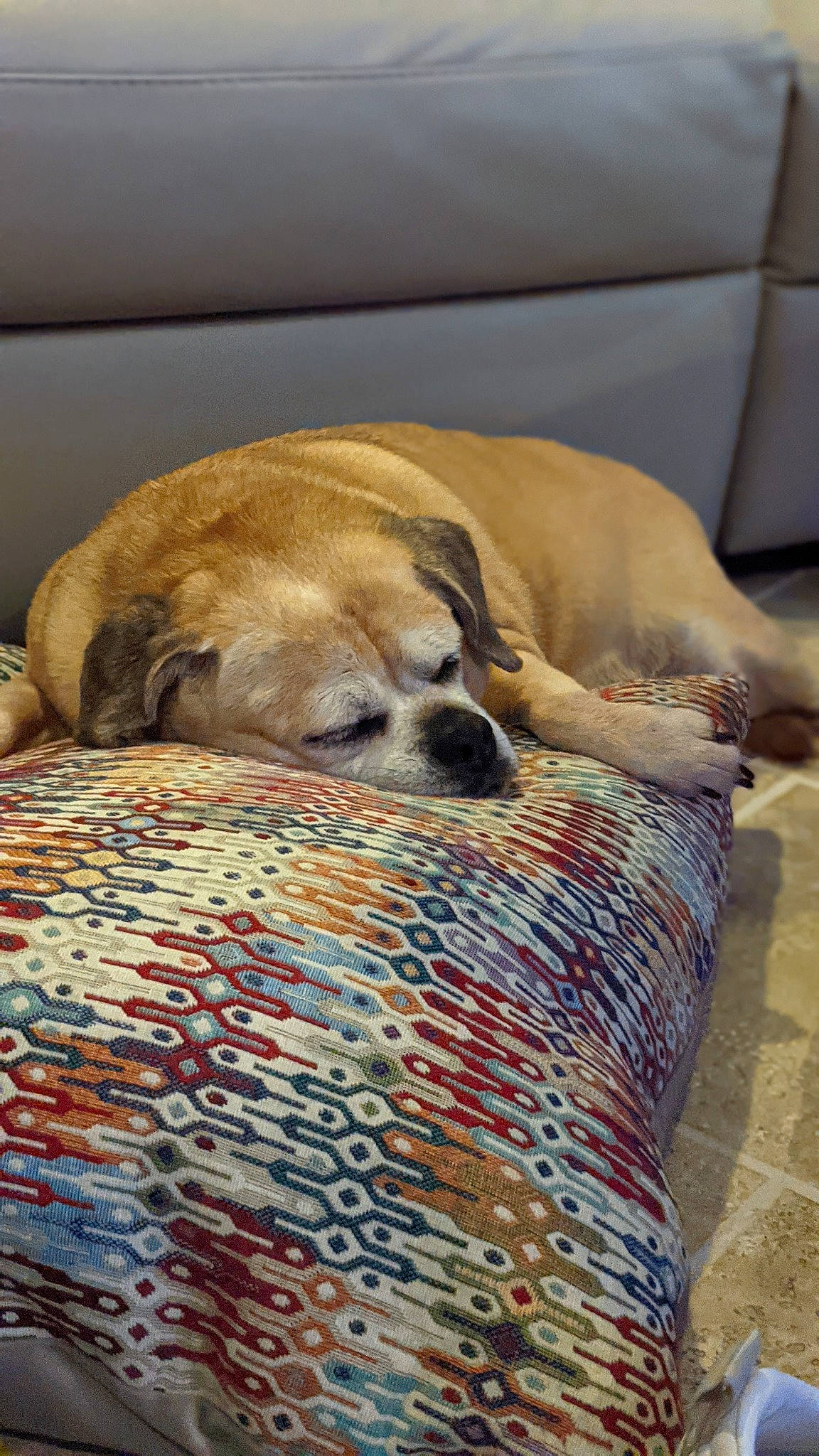 Luna joined the competition — help win amazing prizes! carnivore, comfort, companion_dog, couch, dog, dog_breed, dog_supply, fawn, fur, linens, mammal, nap, pet_supply, snout, terrestrial_animal, toy_dog, whiskers, wood, working_animal, woven_fabric