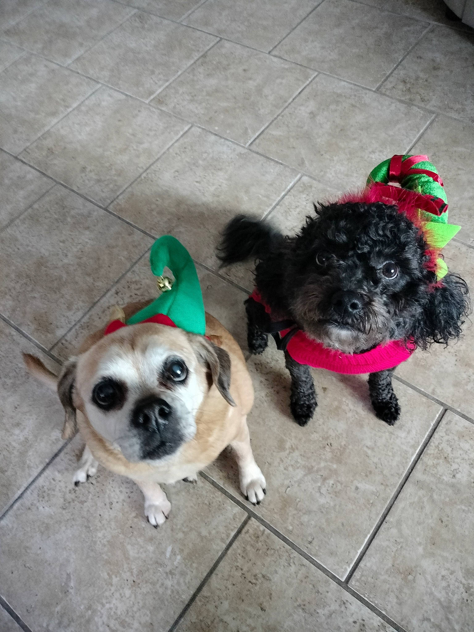 Luna joined the competition — help win amazing prizes! canidae, carnivore, collar, companion_dog, dog, dog_breed, dog_clothes, dog_collar, dog_supply, fashion_accessory, fawn, flooring, fur, leash, pet_supply, snout, sporting_group, tail, toy_dog, working_animal