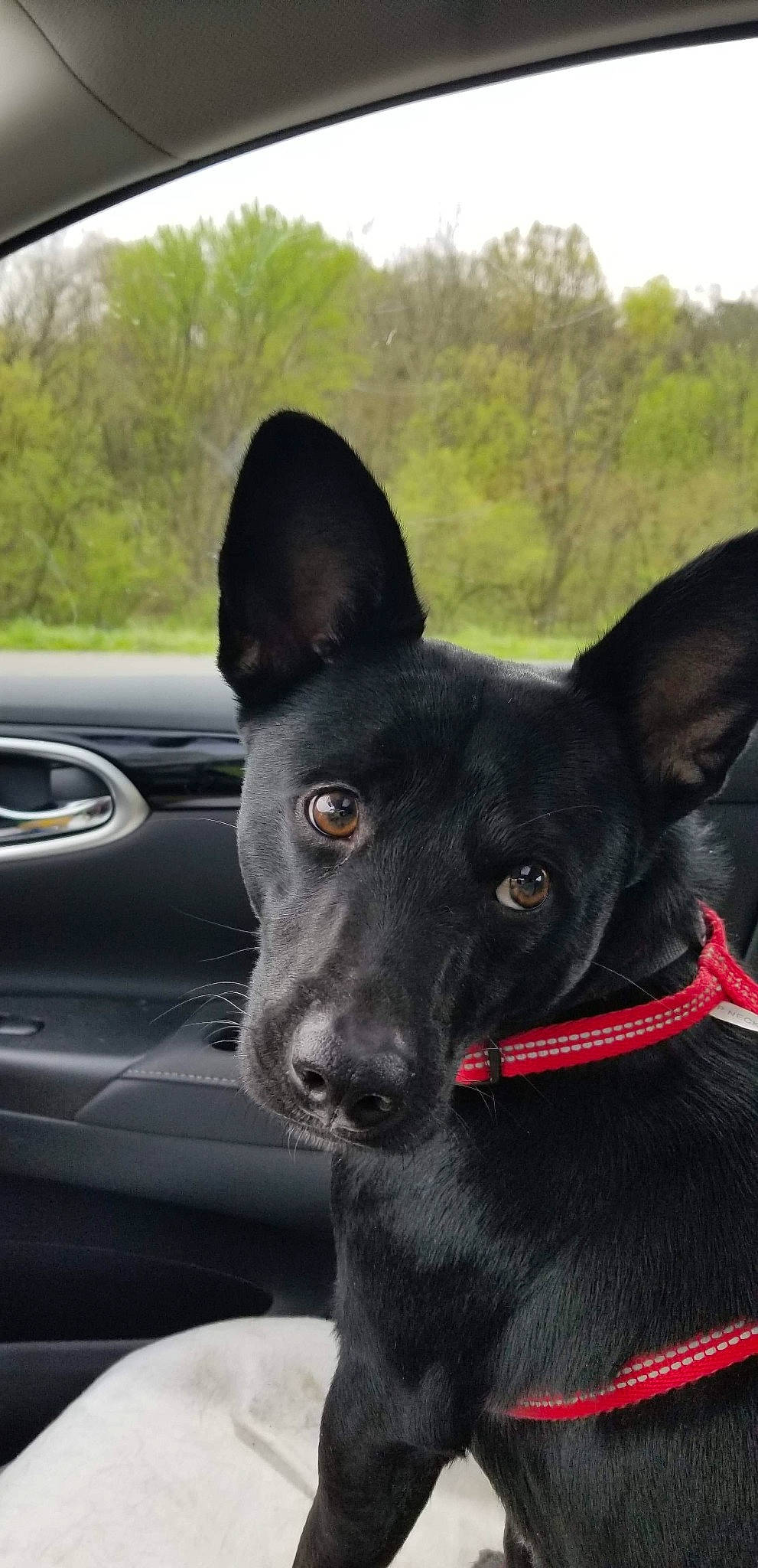 Dale is registered to the contest to win money with this photo: automotive_exterior, automotive_mirror, car, carnivore, collar, companion_dog, dog, dog_breed, dog_collar, guard_dog, personal_luxury_car, rear_view_mirror, snout, steering_wheel, tree, vehicle, vehicle_door, whiskers, windshield, working_animal