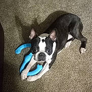 Jasper joined the competition — help win amazing prizes! boston_terrier, dog, pet, toy, blue_toy, carpet, indoor, playful, animal, paw, chew_toy, black_and_white, ears, cute, looking_up, shadow, floor, domestic_animal, canine, companion