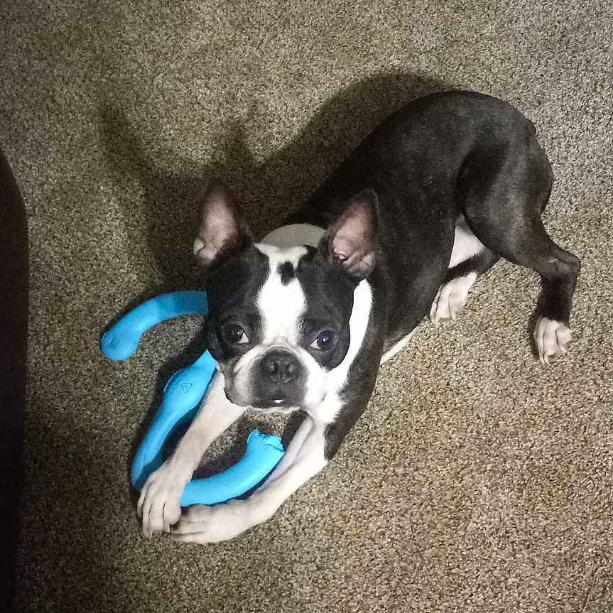 Jasper joined the competition — help win amazing prizes! animal, black_and_white, blue_toy, boston_terrier, canine, carpet, chew_toy, companion, cute, dog, domestic_animal, ears, floor, indoor, looking_up, paw, pet, playful, shadow, toy