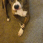 Jetta is registered to the contest to win money with this photo: dog, brindle, carpet, indoor, pet, animal, canine, floor, laying_down, brown, white_markings, ears, paws, portrait, looking_up, home, domestic, cute, companion, relaxed