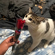 Nolan joined the competition — help win amazing prizes! cat, rose, hand, blanket, bed, whiskers, pet, indoor, close_up, white_fur, tabby, sniffing, valentine, wrapped_flower, human_hand, bedding, cozy, foreground, blurred_background, toy_rose