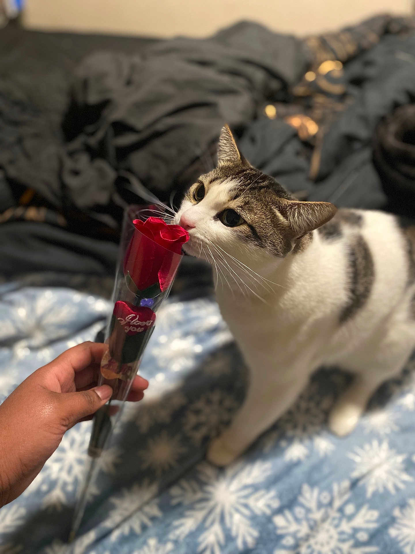 Nolan joined the competition — help win amazing prizes! cat, rose, hand, blanket, bed, whiskers, pet, indoor, close_up, white_fur, tabby, sniffing, valentine, wrapped_flower, human_hand, bedding, cozy, foreground, blurred_background, toy_rose