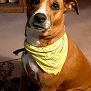 Hollie joined the competition — help win amazing prizes! dog, bandana, brown_dog, indoor, carpet, wooden_furniture, decorative_ducks, pet, animal, sitting, curious, attentive, medium_sized, canine, fur, portrait, domestic, companion, cute, house
