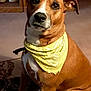 dog, bandana, brown_dog, indoor, carpet, wooden_furniture, decorative_ducks, pet, animal, sitting, curious, attentive, medium_sized, canine, fur, portrait, domestic, companion, cute, house
