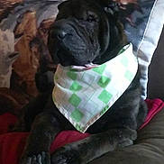 Shimmy is registered to the contest to win money with this photo: dog, bandana, couch, pet, animal, indoor, resting, black_dog, fur, paw, canine, domestic_animal, home, relaxed, mammal, companion, sitting, furniture, snout, portrait