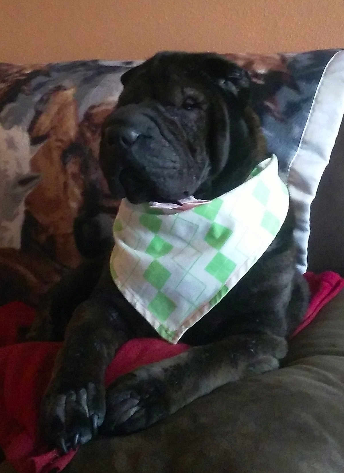 Shimmy is registered to the contest to win money with this photo: dog, bandana, couch, pet, animal, indoor, resting, black_dog, fur, paw, canine, domestic_animal, home, relaxed, mammal, companion, sitting, furniture, snout, portrait