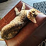 cat, tabby_cat, pet, feline, leather_ottoman, furniture, indoor, flooring, rug, patterned_rug, shoe_rack, shoes, curious, lounging, resting, domestic_animal, whiskers, ears, fur, home
