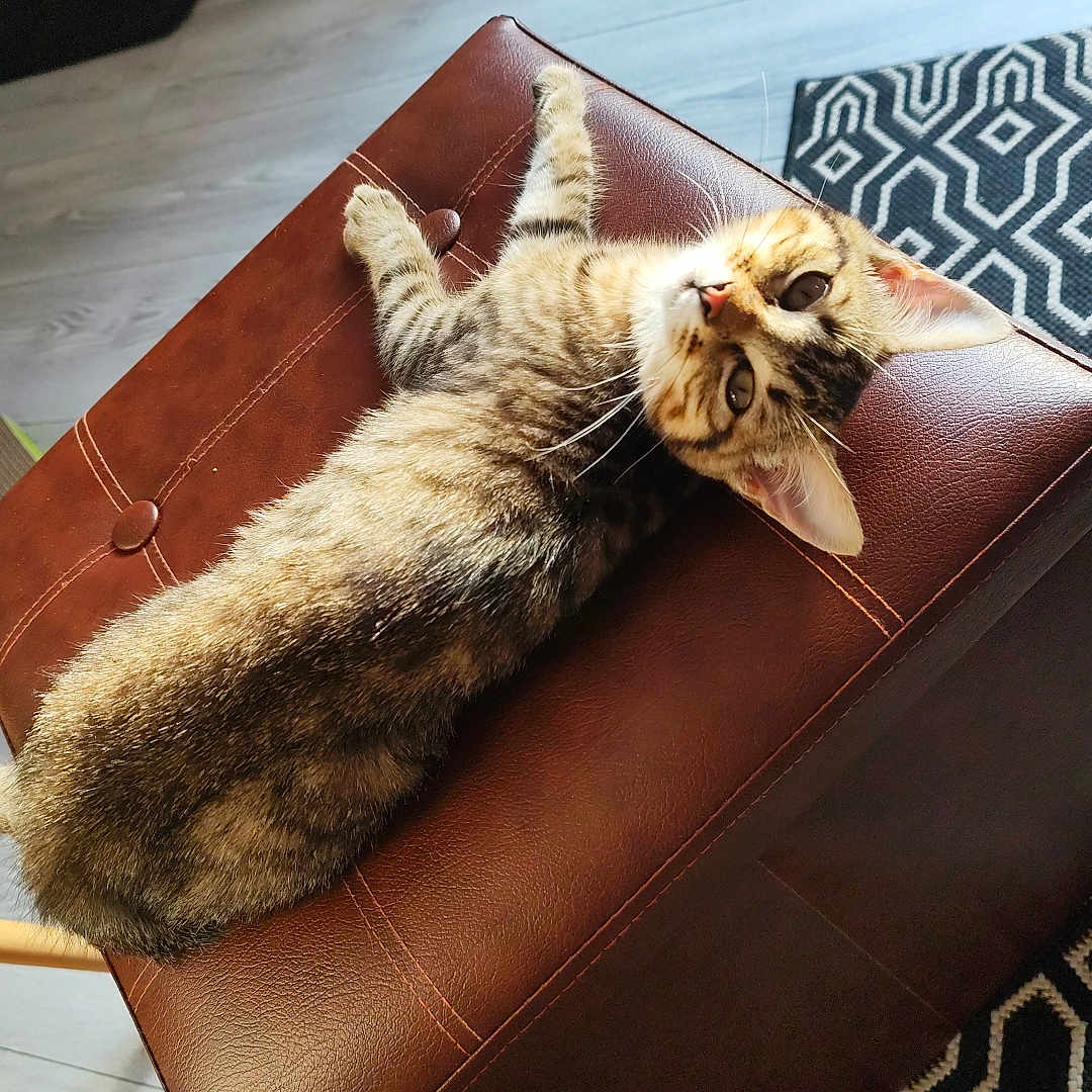 Arya participe au concours pour gagner de l'argent avec cette photo : cat, curious, domestic_animal, ears, feline, flooring, fur, furniture, home, indoor, leather_ottoman, lounging, patterned_rug, pet, resting, rug, shoe_rack, shoes, tabby_cat, whiskers