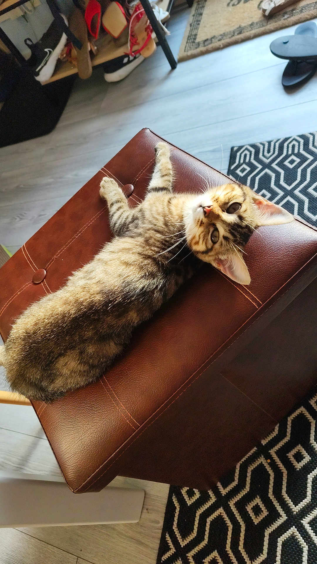 Arya participe au concours pour gagner de l'argent avec cette photo : cat, tabby_cat, pet, feline, leather_ottoman, furniture, indoor, flooring, rug, patterned_rug, shoe_rack, shoes, curious, lounging, resting, domestic_animal, whiskers, ears, fur, home