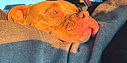 Kratuz is registered to the contest to win money with this photo: accessories, animal, belt, blanket, bulldog, canine, car, cushion, dog, face, head, homedecor, person, pet, photography, pitbull, portrait, puppy, transportation, vehicle