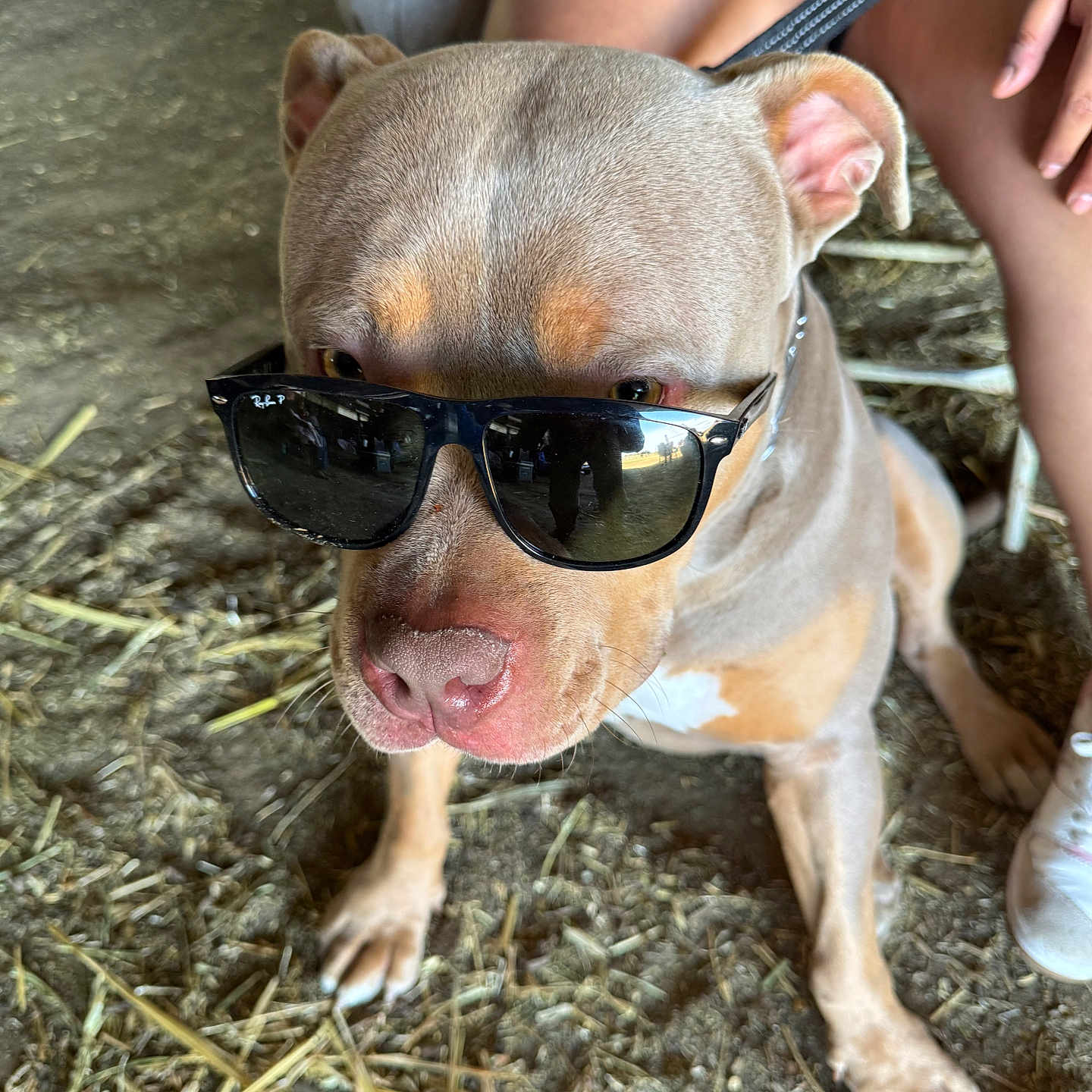 Kratuz is registered to the contest to win money with this photo: accessories, adult, animal, bodypart, bulldog, canine, dog, face, glasses, head, hound, male, man, person, pet, photography, pitbull, portrait, puppy, sunglasses