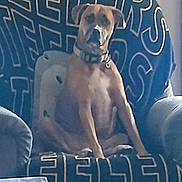 Sandie is registered to the contest to win money with this photo: dog, chair, indoor, pet, brown_dog, collar, furniture, seated, calm, looking_at_camera, blue_blanket, wall, light_switch, home, relaxed, domestic_animal, animal, canine, living_room, portrait