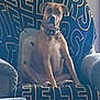 dog, chair, indoor, pet, brown_dog, collar, furniture, seated, calm, looking_at_camera, blue_blanket, wall, light_switch, home, relaxed, domestic_animal, animal, canine, living_room, portrait