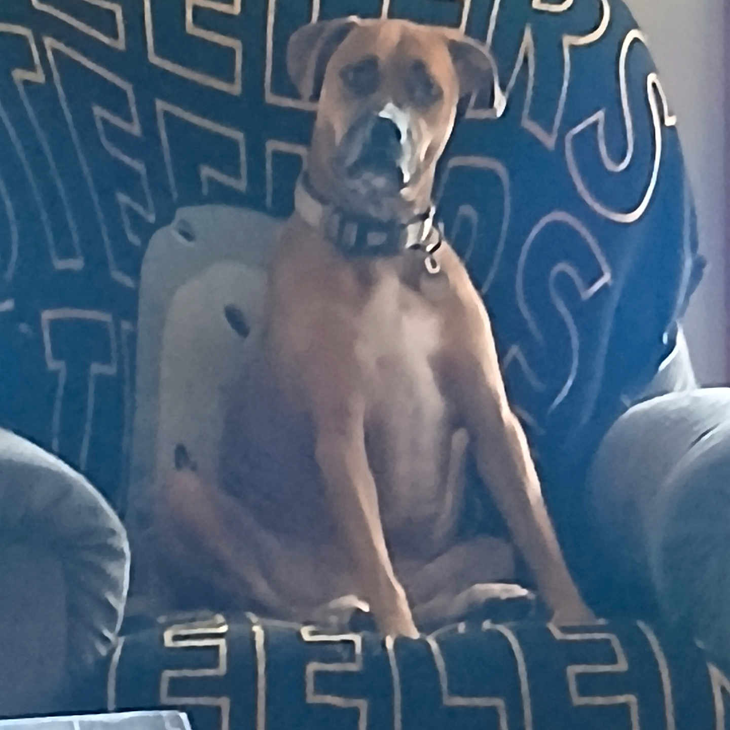 Sandie is registered to the contest to win money with this photo: animal, blue_blanket, brown_dog, calm, canine, chair, collar, dog, domestic_animal, furniture, home, indoor, light_switch, living_room, looking_at_camera, pet, portrait, relaxed, seated, wall