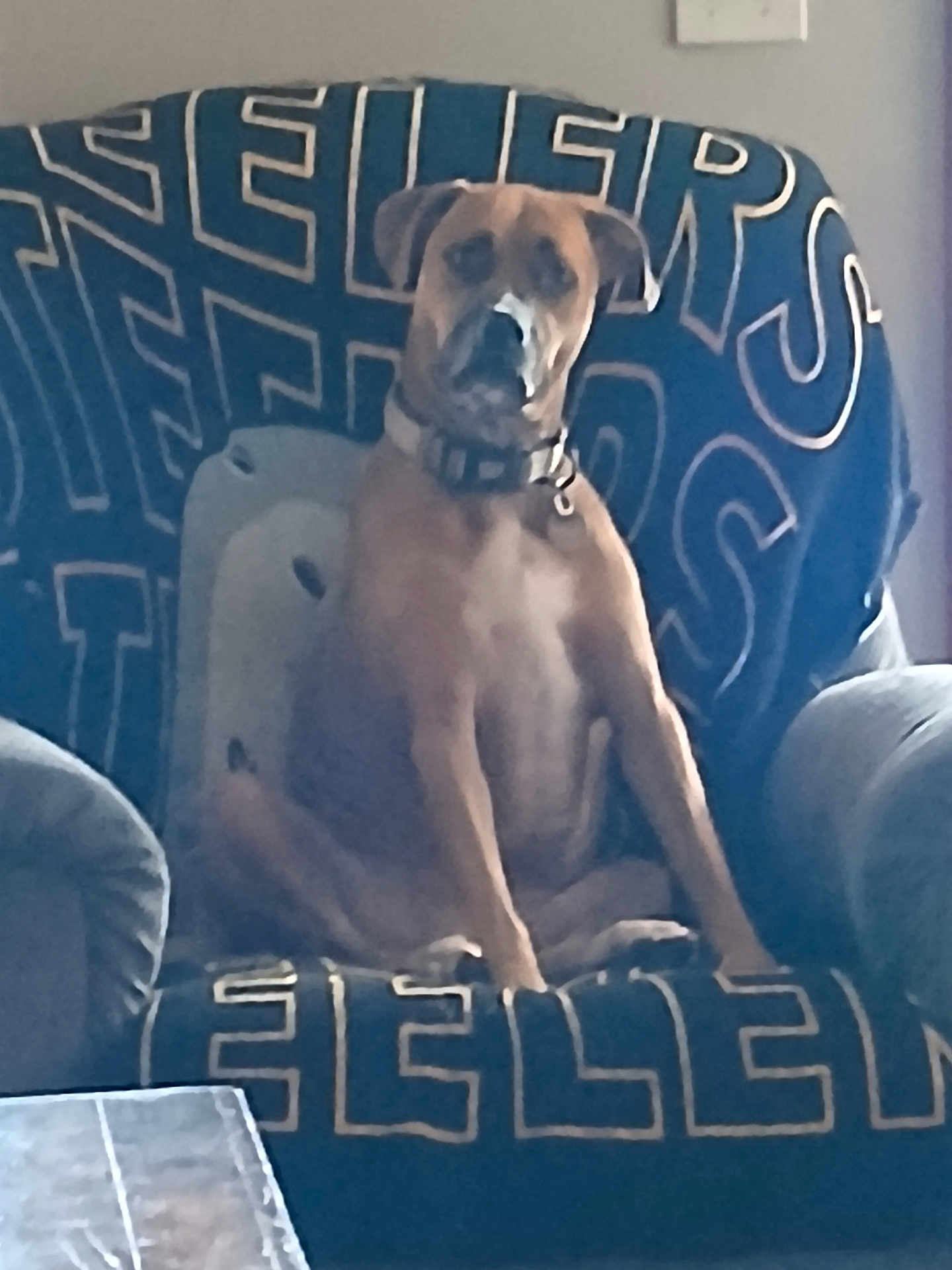Sandie is registered to the contest to win money with this photo: dog, chair, indoor, pet, brown_dog, collar, furniture, seated, calm, looking_at_camera, blue_blanket, wall, light_switch, home, relaxed, domestic_animal, animal, canine, living_room, portrait