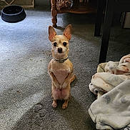 Moomoo joined the competition — help win amazing prizes! dog, small_dog, sitting, carpet, dog_bed, blanket, wooden_table, jar, treats, indoor, pet, ears, collar, looking, floor, cozy, home, furniture, animal, cute