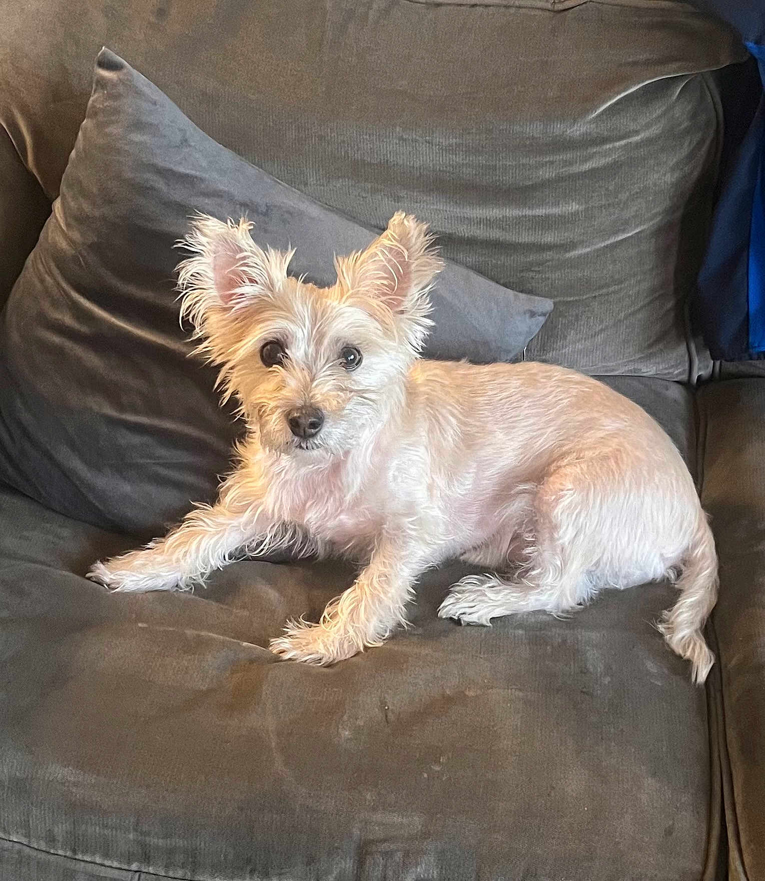Cesar is registered to the contest to win money with this photo: dog, pet, couch, gray_couch, fur, ears, animal, indoor, relaxed, looking_at_camera, scruffy, small_dog, canine, living_room, comfort, domestic_animal, furniture, resting, cute, companion