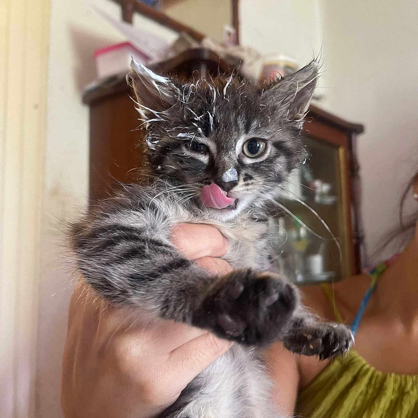 Zahïa participe au concours pour gagner de l'argent avec cette photo : abyssinian, animal, bodypart, cat, doctor, face, gun, head, kitten, manx, mouth, ocelot, person, pet, photography, portrait, siamese, skin, tongue, weapon