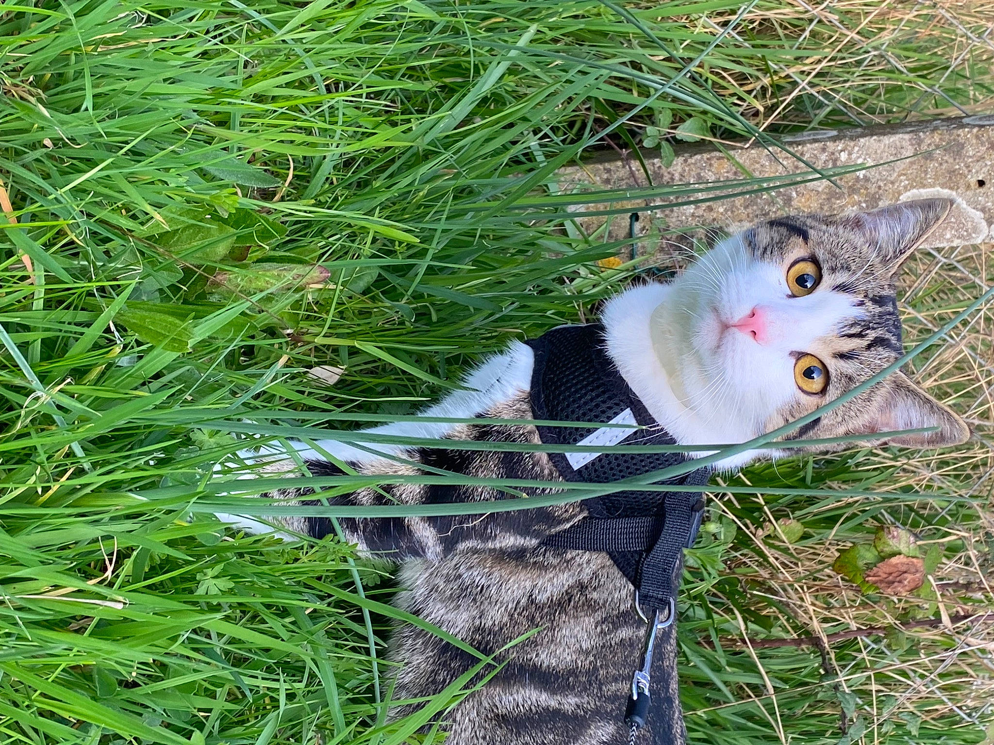 Stitch participe au concours pour gagner de l'argent avec cette photo : carnivore, cat, dog_breed, domestic_short_haired_cat, fawn, felidae, fur, grass, grass_family, grassland, groundcover, lawn, plant, prairie, small_to_medium_sized_cats, snout, sporting_group, tail, terrestrial_animal, whiskers