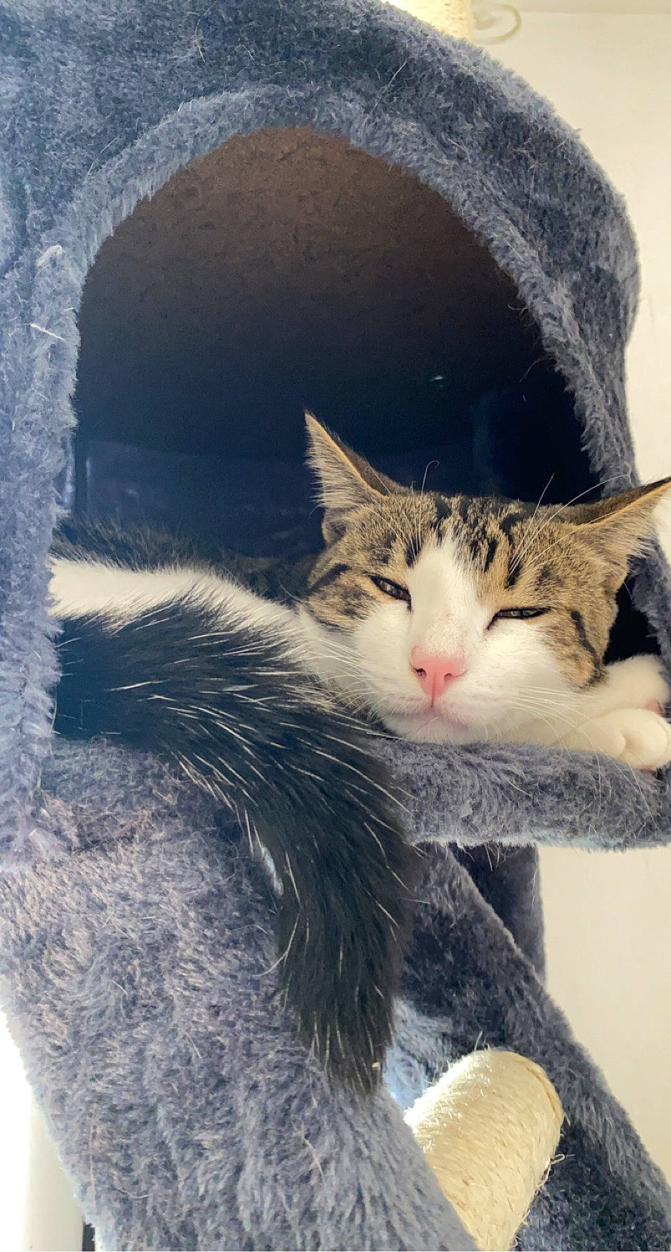 Stitch participe au concours pour gagner de l'argent avec cette photo : carnivore, cat, claw, domestic_short_haired_cat, felidae, fur, gesture, organism, paw, photo_caption, small_to_medium_sized_cats, snout, tail, tree, whiskers, window