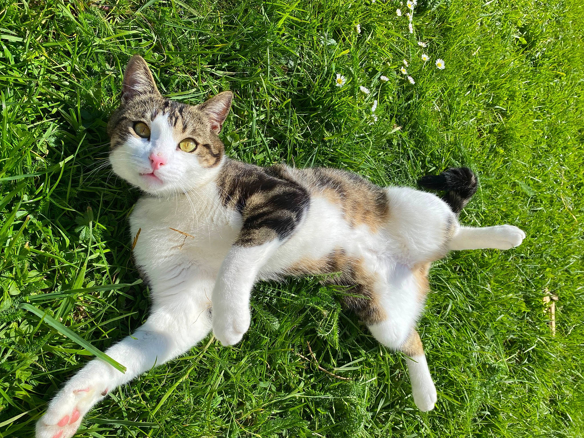 Stitch a rejoint le concours — aidez-le/la à gagner de superbes lots ! art, carnivore, cat, domestic_short_haired_cat, fawn, felidae, fur, grass, grassland, groundcover, lawn, paw, plant, sitting, small_to_medium_sized_cats, snout, tail, terrestrial_animal, whiskers, wildlife