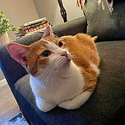 Zara is registered to the contest to win money with this photo: cat, orange_cat, white_cat, pet, animal, feline, sitting, sofa, couch, living_room, indoors, portrait, close_up, whiskers, ears, eyes, fur, books, houseplant, scarf