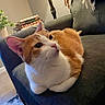 cat, orange_cat, white_cat, pet, animal, feline, sitting, sofa, couch, living_room, indoors, portrait, close_up, whiskers, ears, eyes, fur, books, houseplant, scarf