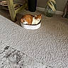 Zara joined the competition — help win amazing prizes! cat, orange_cat, white_cat, pet, sleeping, sitting, curled_up, animal, feline, scratch_bed, cat_bed, carpet, indoor, home, sunlight, wooden_furniture, vase, decor, relaxed, portrait