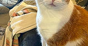 Zara is registered to the contest to win money with this photo: cat, orange_cat, white_cat, pet, animal, feline, portrait, close_up, sitting, indoors, couch, blanket, bicycle, living_room, whiskers, green_eyes, pink_nose, fur, tabby, cute