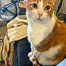 cat, orange_cat, white_cat, pet, animal, feline, portrait, close_up, sitting, indoors, couch, blanket, bicycle, living_room, whiskers, green_eyes, pink_nose, fur, tabby, cute