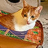 Zara joined the competition — help win amazing prizes! cat, orange_cat, white_cat, tabby, pet, animal, face, eyes, ears, whiskers, fur, indoors, cozy, basket, fabric, blanket, colorful, portrait, close_up, relaxed