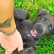 Alf participe au concours pour gagner de l'argent avec cette photo : puppy, dog, grass, black_fur, playful, happy, pet, animal, outdoor, nature, person, hand, tattoo, wristwatch, smile, closeup, cute, young, friendly, bonding