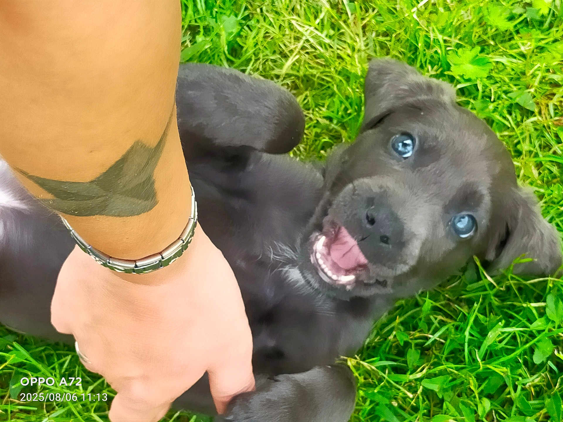 Alf participe au concours pour gagner de l'argent avec cette photo : puppy, dog, grass, black_fur, playful, happy, pet, animal, outdoor, nature, person, hand, tattoo, wristwatch, smile, closeup, cute, young, friendly, bonding