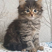 Peanut is registered to the contest to win money with this photo: kitten, cat, tabby, fluffy, pet, animal, cute, fur, whiskers, eyes, sitting, indoors, blanket, crochet, background, wallpaper, young, small, adorable, feline