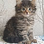 kitten, cat, tabby, fluffy, pet, animal, cute, fur, whiskers, eyes, sitting, indoors, blanket, crochet, background, wallpaper, young, small, adorable, feline