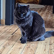 Pandora a rejoint le concours — aidez-le/la à gagner de superbes lots ! cat, black_cat, indoor, wooden_floor, pet, animal, feline, fur, sitting, looking, curious, domestic, house, floor, tail, whiskers, ears, eyes, shadow, light