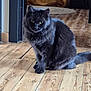 cat, black_cat, indoor, wooden_floor, pet, animal, feline, fur, sitting, looking, curious, domestic, house, floor, tail, whiskers, ears, eyes, shadow, light