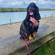 Windy participe au concours pour gagner de l'argent avec cette photo : dog, pet, outdoor, lake, bench, leash, grass, sky, clouds, water, nature, happy, canine, animal, walking, park, fur, ears, tongue, daytime