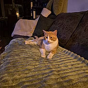 Tigrou participe au concours pour gagner de l'argent avec cette photo : cat, orange_cat, white_cat, couch, blanket, pillow, indoor, pet, feline, relaxed, cozy, home, furniture, soft_lighting, cat_tree, living_room, resting, domestic_animal, comfortable, evening